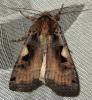 Xestia c-nigrum